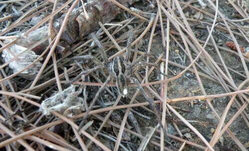 Hogna (graeca-radiata)